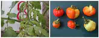 Bệnh xoăn lá trên cây cà chua và đối tượng gây hại là rầy phấn trắng