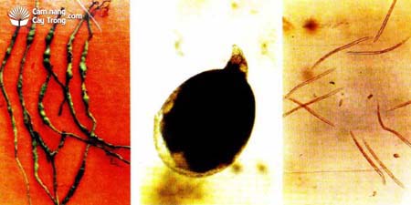 Rễ tiêu bị vàng lá do tuyến trùng Meloidogyne incognita gây nên
