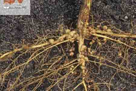 Rễ và nút sần trên cây đậu tương