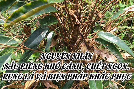 Nguyên nhân sầu riêng khô cành, chết ngọn, rụng lá và biện pháp khắc phục