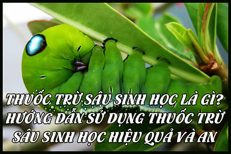 Thuốc trừ sâu sinh học là gì? Hướng dẫn sử dụng thuốc trừ sâu sinh học hiệu quả và an toàn