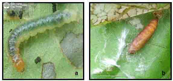 Sâu cuốn lá hại đậu tương Hedylepta indicata Fabr và biện pháp phòng trừ