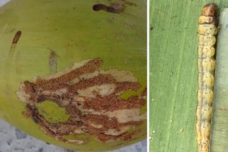 Sâu đầu đen hại dừa-Black headed caterpillar