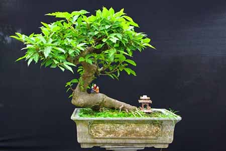 Cây sung được trồng làm cây bonsai