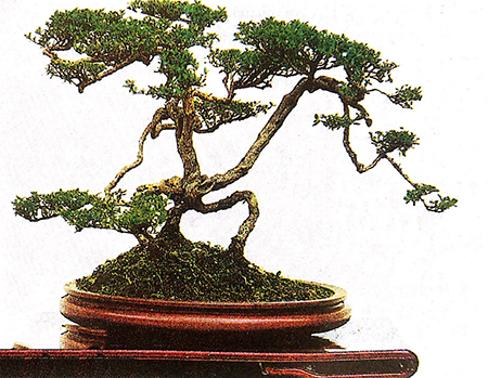 Trong tranh là tác phẩm của cây cảnh Xuyên Phái, coi trọng tả ý, Thanh khiết cao sang. Loại cây được trồng là Lục nguyệt tuyết, theo kiểu rễ trồi