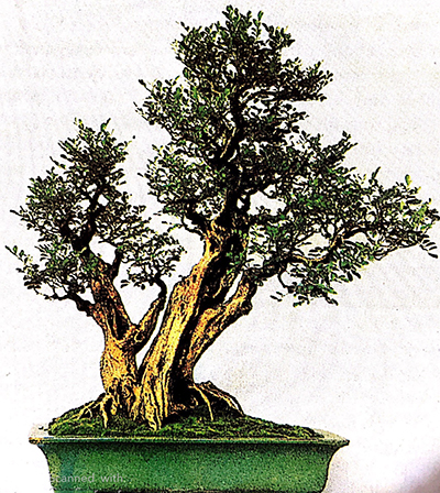 Trong tranh là tác phẩm của cây cảnh Xuyên Phái, coi trọng tả ý, thanh khiết cao sang. Loại cây được trồng là Lục guyệt Tuyết, theo kiểu rễ trồi