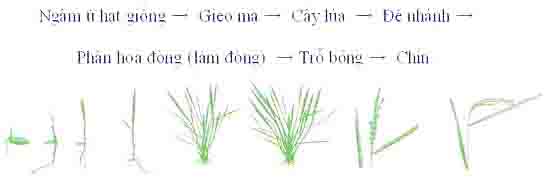 Quá trình sinh trưởng của cây lúa