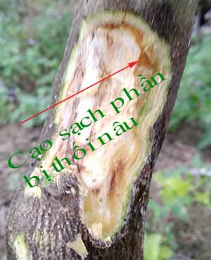 Cạo sạch phần bị tổn thương do nấm Phytophthora tấn công