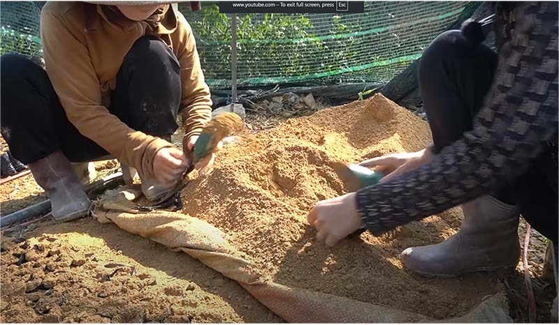 Xúc đất vào bầu để giâm hom keo