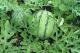 Những điều cần biết về đặc điểm sinh thái và yêu cầu dinh dưỡng khi trồng cây dưa hấu