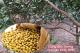 Sử dụng phân đậu tương bón cho cây bưởi giúp cây tăng độ ngọt cho quả