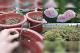 Cách trồng hoa hồng trong chậu – Lý tưởng cho sân thượng nhiều nắng