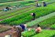 Nông nghiệp hữu cơ là gì (Phần 4)