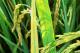 Làm cách nào để hạn chế bệnh vàng lá chín sớm hại lúa?