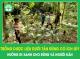 Trồng dược liệu dưới tán rừng có ích gì? Hướng đi xanh cho rừng và người dân