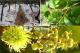 Kỹ thuật chăm sóc cây chôm chôm: Xử lý cho chôm chôm ra hoa