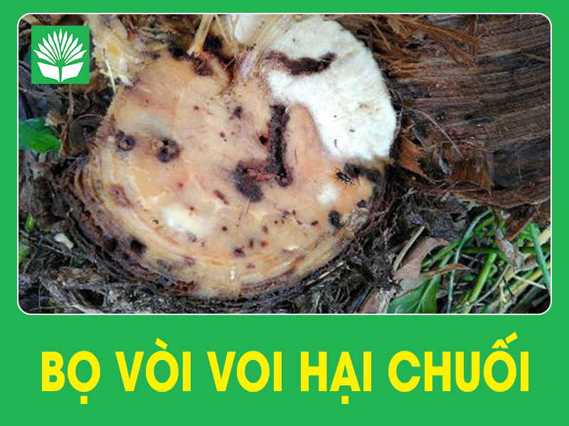 Bọ vòi voi hại chuối