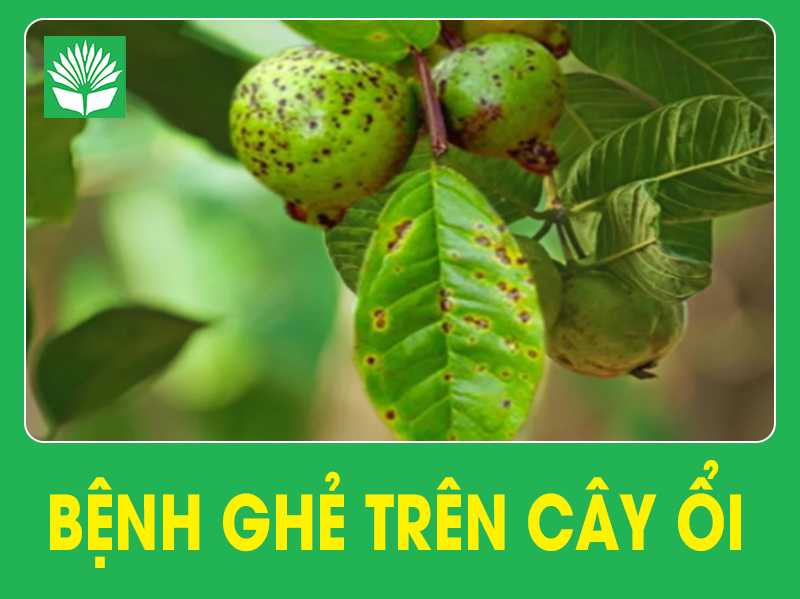 Bệnh ghẻ trên cây ổi