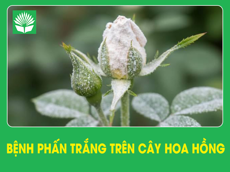 Bệnh phấn trắng trên cây hoa hồng