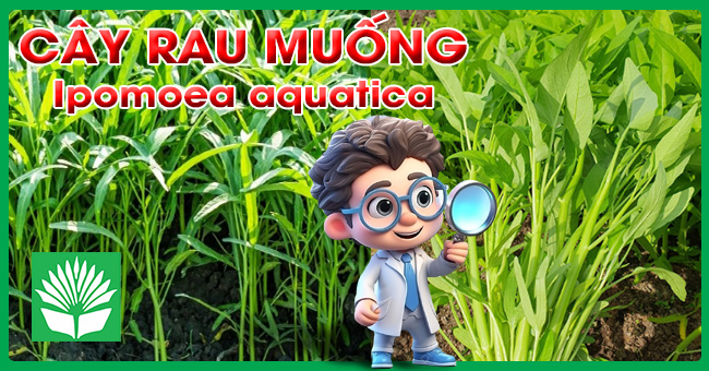 Cây rau muống