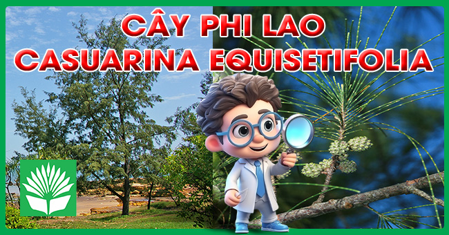 Cây phi lao