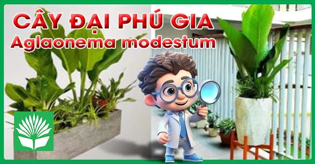 Cây đại phú