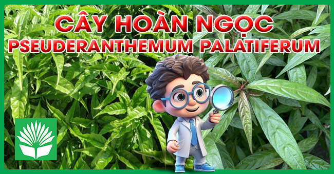 Cây hoàn ngọc