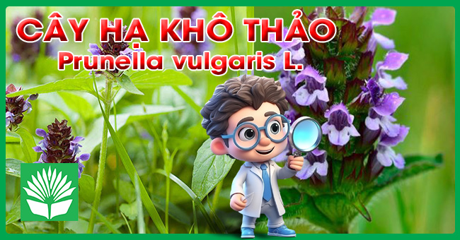 Cây hạ khô thảo