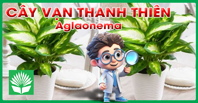 Cây vạn niên thanh