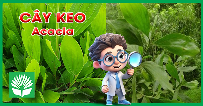 Cây Keo