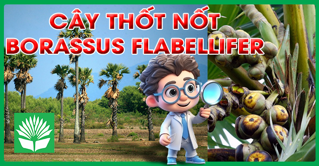 Cây thốt nốt