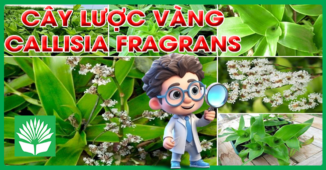 Cây lược vàng