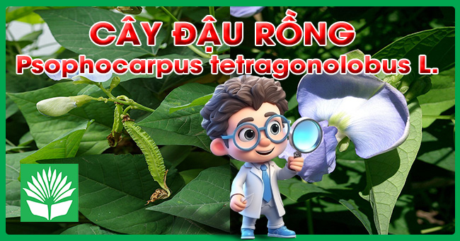Cây đậu rồng