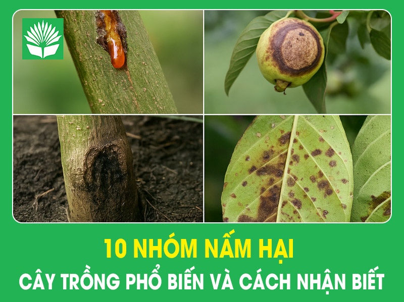 10 nhóm nấm hại cây trồng phổ biến và cách nhận biết