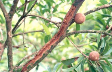 Sâu đục thân hại hồng xiêm