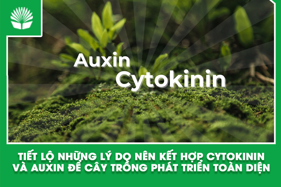 Tiết lộ những lý do nên kết hợp Cytokinin và Auxin để cây trồng phát triển toàn diện