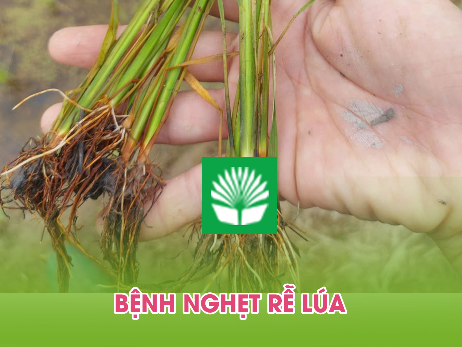 Bệnh nghẹt rễ lúa