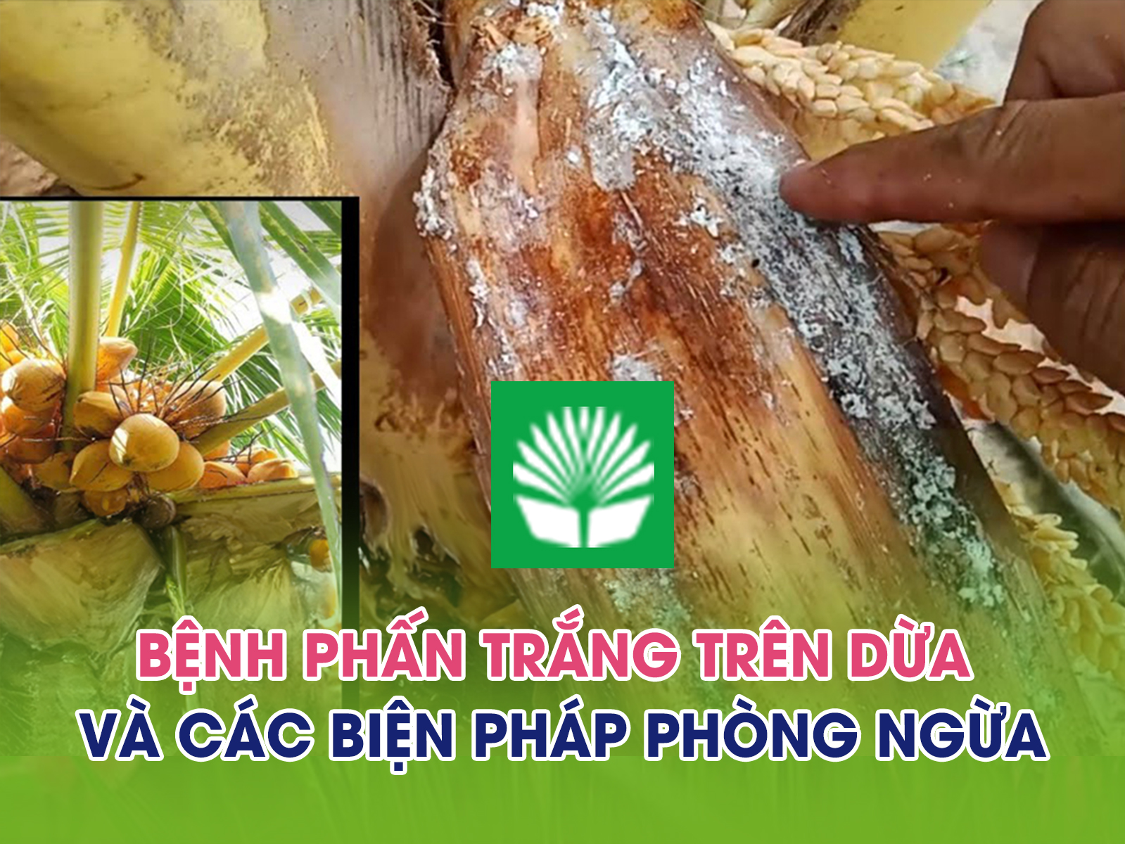 Bệnh phấn trắng trên dừa và các biện pháp phòng ngừa