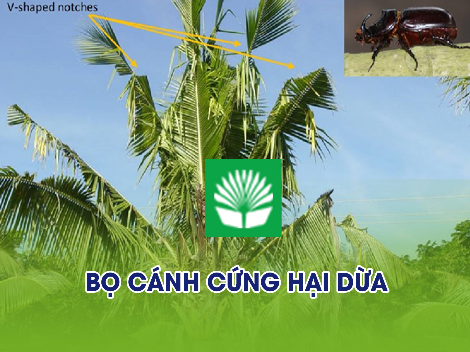 Bọ cánh cứng hại dừa