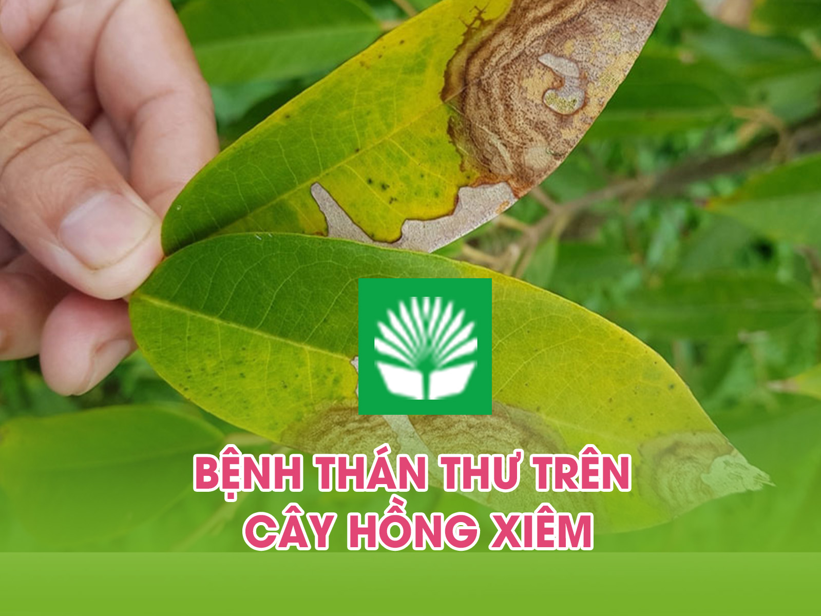 Bệnh thán thư trên cây hồng xiêm