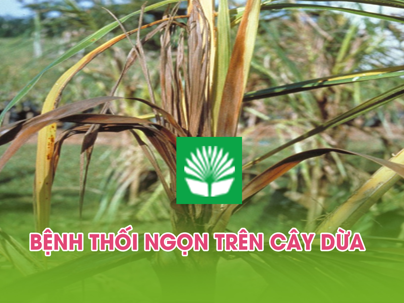 Bệnh Thối Ngọn Trên Cây Dừa