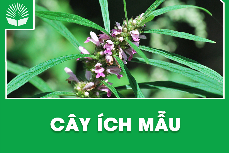 Cây ích mẫu