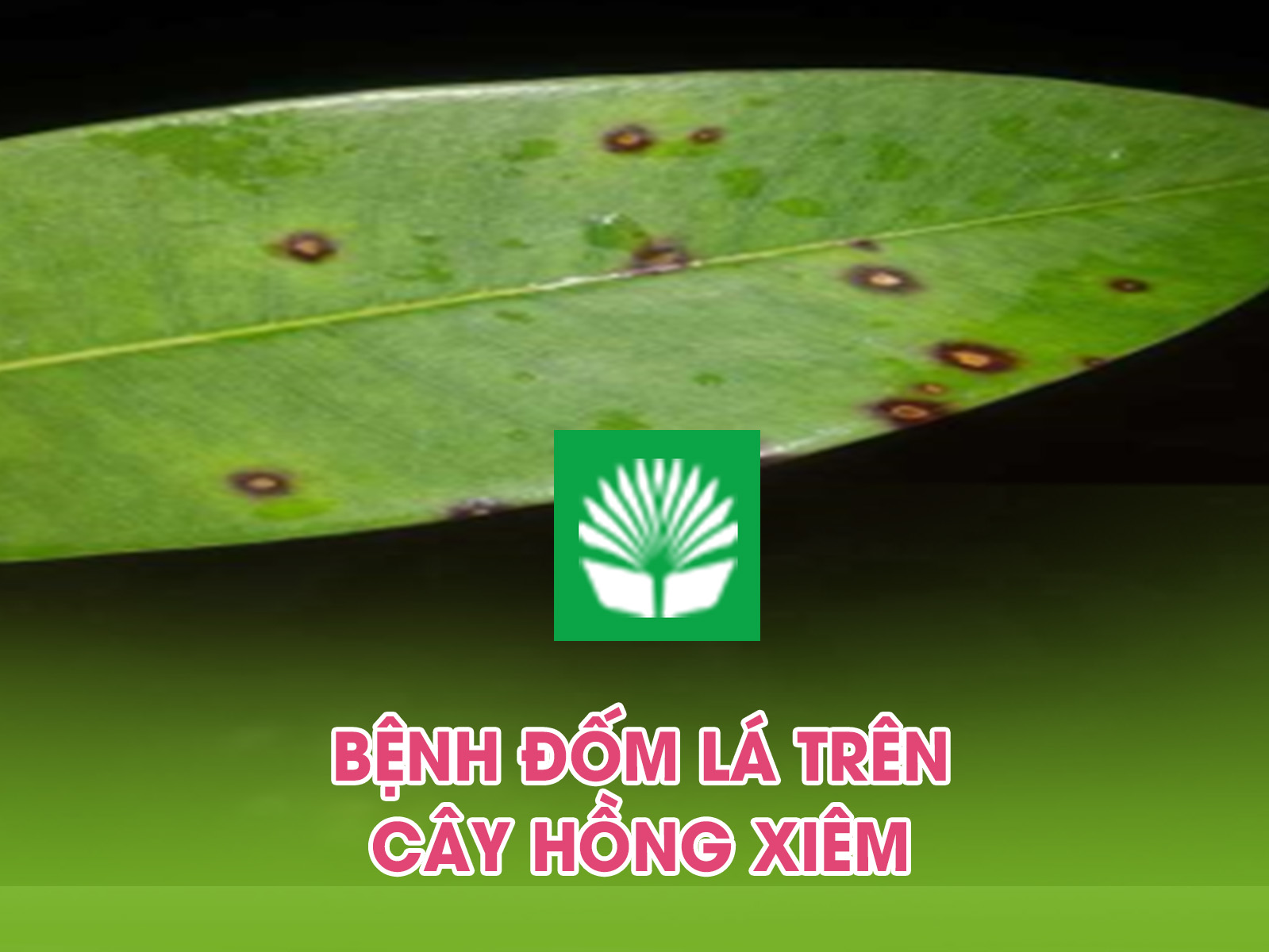 Bệnh đốm lá trên cây hồng xiêm