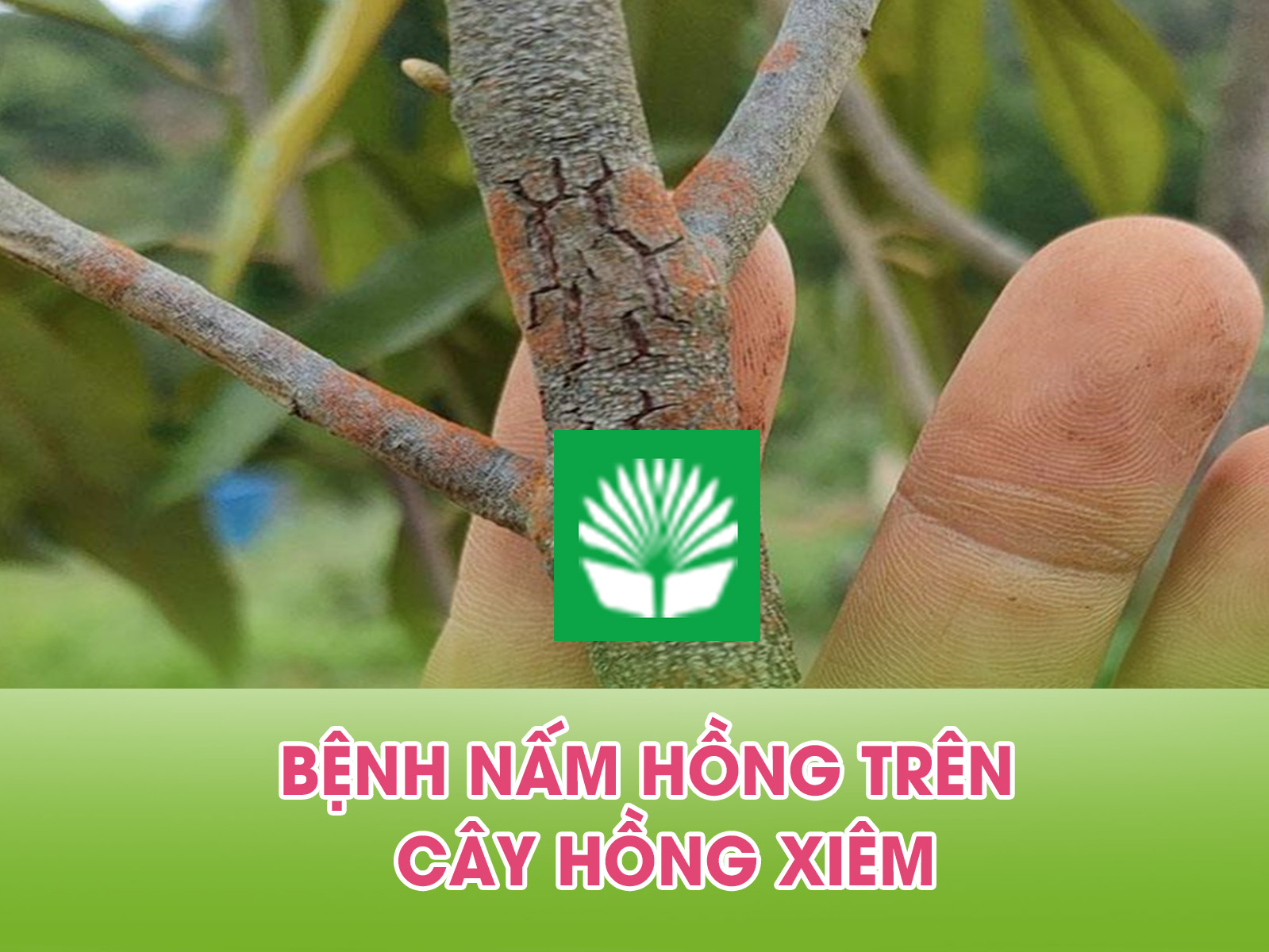 Bệnh nấm hồng trên cây hồng xiêm