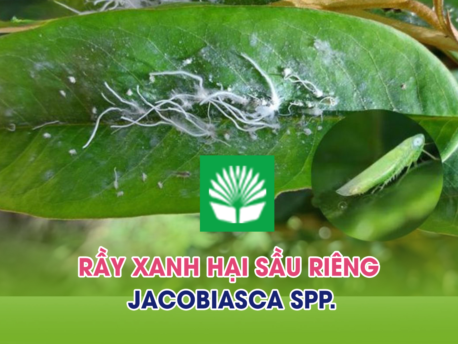 Rầy xanh hại sầu riêng