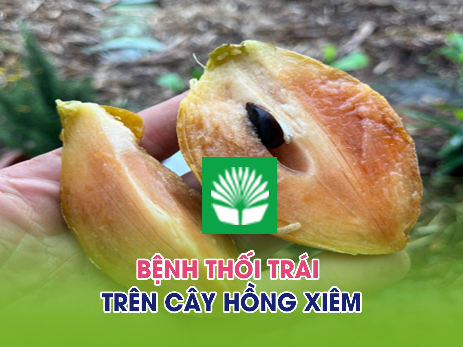 Bệnh thối trái trên cây hồng xiêm