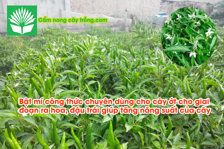 Bật mí công thức chuyên dùng cho cây ớt cho giai đoạn ra hoa, đậu trái giúp tăng năng suất của cây