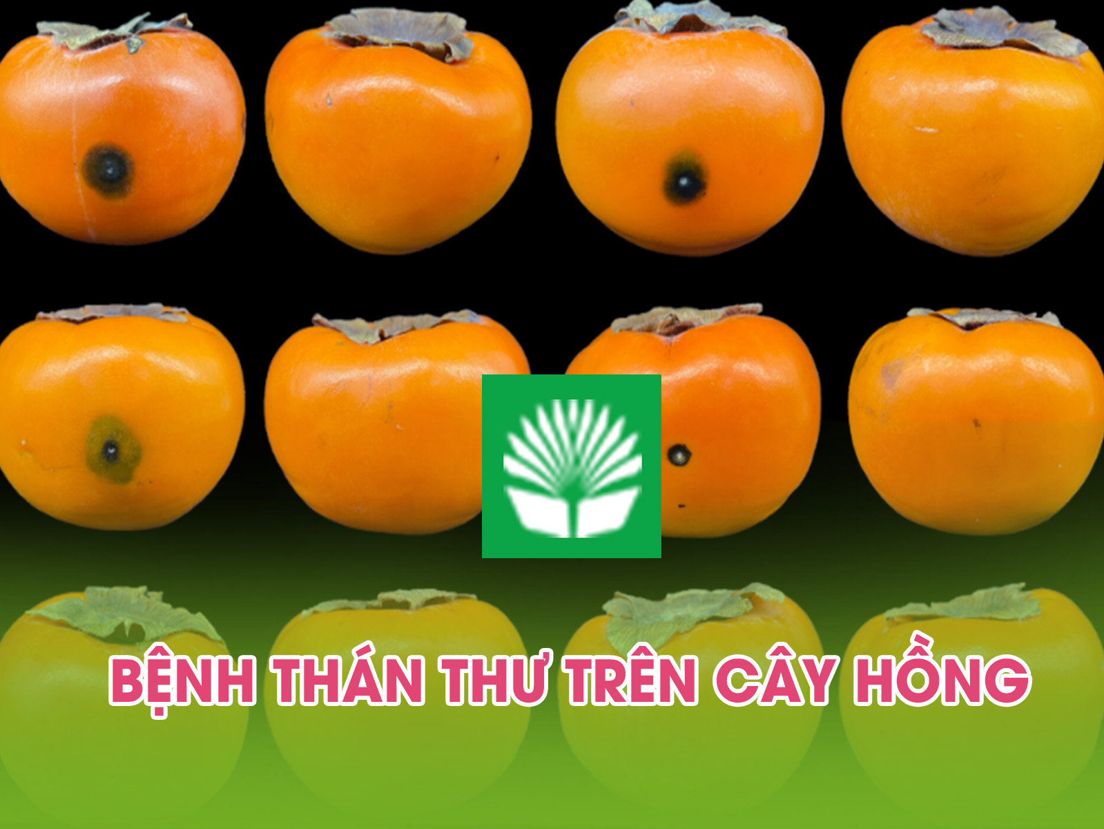 Bệnh thán thư trên cây hồng