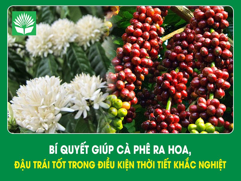 Bí quyết giúp cà phê ra hoa, đậu trái tốt trong điều kiện thời tiết khắc nghiệt