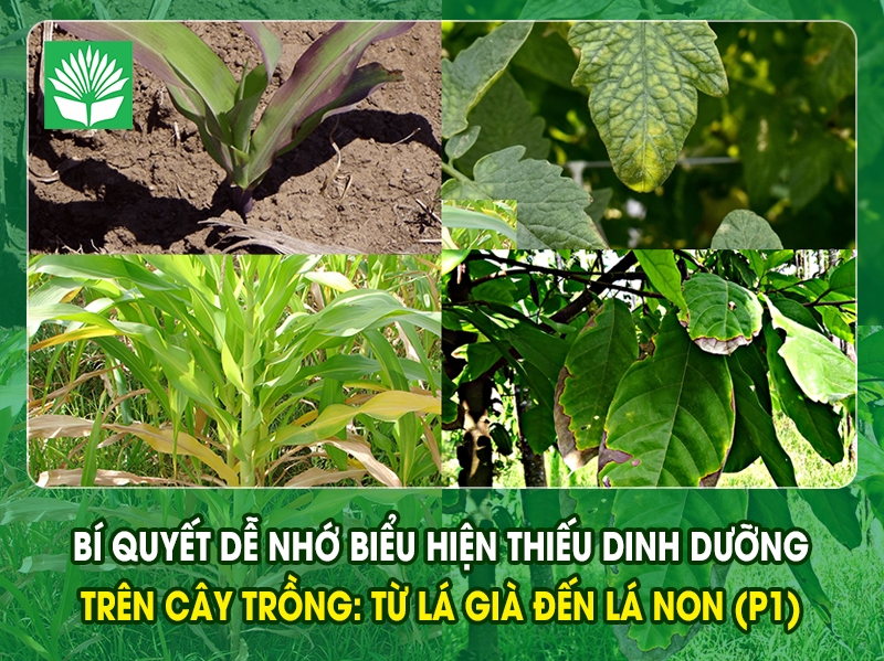 Bí quyết dễ nhớ Biểu hiện thiếu dinh dưỡng trên cây trồng: Từ lá già đến lá non (P1)